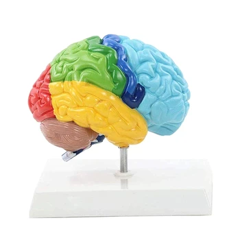 Правое полушарие мозга Модель человеческого тела 1: 1 для обучения студентов, модель для сборки